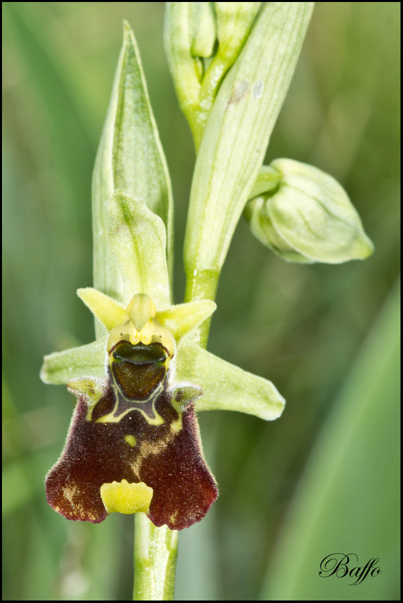 Ophrys holosericea subsp. holosericea (Burm.f.) Greutern -